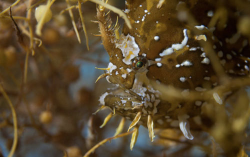 Our photo of the week of September 05, 2013, was the Sargassum Fish, Histrio histrio, to celebrate Mission Blue’s: Sargasso Sea Hope Spot and the work of the Sargasso Sea Alliance. An iconic resident of the Sargasso Sea, its life is typically spent adrift on tropical and warm temperate oceans among floating Sargassum Weed. Although the Sargassum Fish is capable of swimming quite rapidly, it often crawls through the Sargassum Weed, using its pectoral fins like arms. The unique appearance of the fish features stalked, grasping, limb-like pectoral fins with small gill openings behind the base, a trapdoor-like mouth high on the head, and a “fishing lure” on the snout. The Sargasso Fish is an ambush predator and also a cannibal – one individual was found to have 16 juveniles in its stomach! It hunts by dangling its ‘fishing lure’ to attract small fish, shrimps and other invertebrates. It is able to dart forward to grab its prey by expelling water forcibly through its gill openings. It can expand its mouth to many times its original size in a fraction of a second, drawing prey in via suction, and can swallow prey larger than itself. To avoid underwater threats it can leap above the surface onto mats of weed, and can survive for some time out of water. Feature Photograph by Justin Lewis, 70 Degrees West courtesy of Mission Blue Mission Blue congratulates The Sargasso Sea Alliance on their 2013 SeaKeeper Award at the Bal de La Mer!